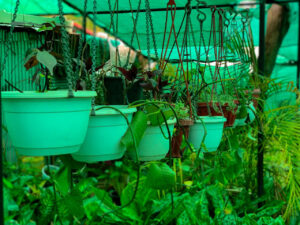 Greenagro Bio Plaantec