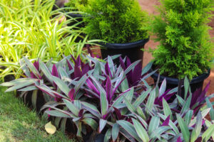 Greenagro Bio Plaantec
