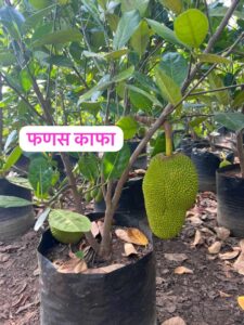 Greenagro Bio Plaantec