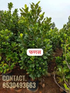 Greenagro Bio Plaantec