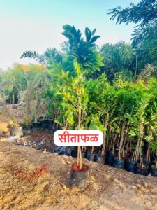 Greenagro Bio Plaantec