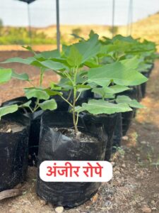 Greenagro Bio Plaantec