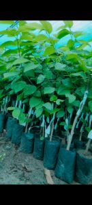 Greenagro Bio Plaantec