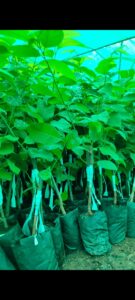 Greenagro Bio Plaantec