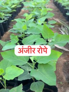 Greenagro Bio Plaantec
