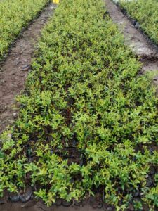 Greenagro Bio Plaantec
