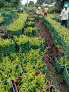 Greenagro Bio Plaantec