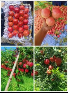 Greenagro Bio Plaantec