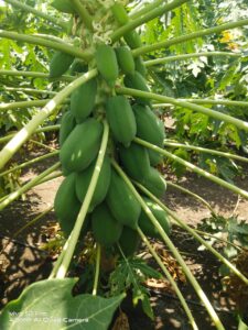 Greenagro Bio Plaantec