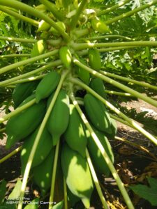 Greenagro Bio Plaantec