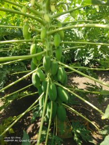 Greenagro Bio Plaantec