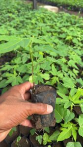 Greenagro Bio Plaantec