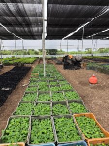 Greenagro Bio Plaantec
