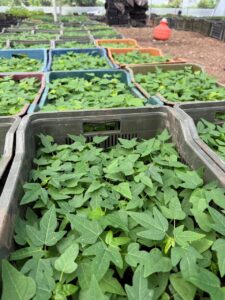 Greenagro Bio Plaantec
