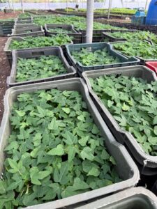 Greenagro Bio Plaantec