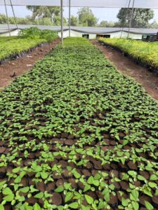 Greenagro Bio Plaantec