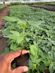 Greenagro Bio Plaantec