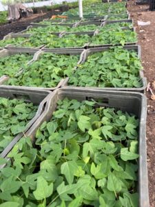 Greenagro Bio Plaantec