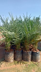 Greenagro Bio Plaantec