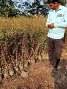 Greenagro Bio Plaantec