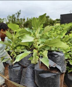Greenagro Bio Plaantec