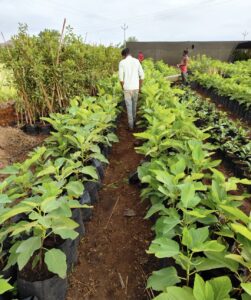 Greenagro Bio Plaantec