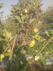 Greenagro Bio Plaantec