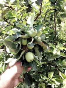 Greenagro Bio Plaantec