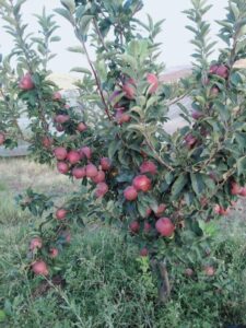 Greenagro Bio Plaantec