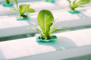 Greenagro Bio Plaantec